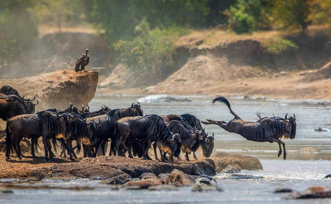 PLAN SERENGETI WILDEBEEST MIGRATION SAFARI 2024   Serengeti National Park 