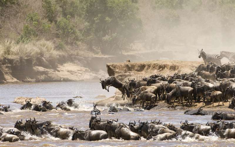 Unravel the Mysteries of Serengeti Safari