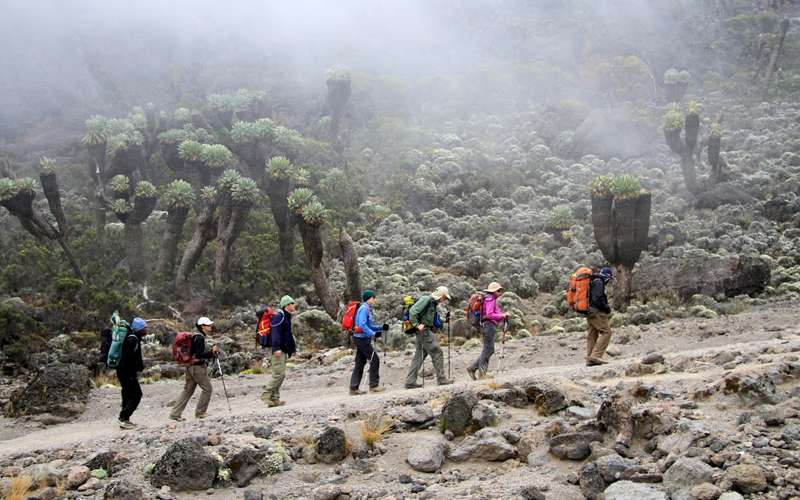 Conquer Kilimanjaro via Lemosho Route