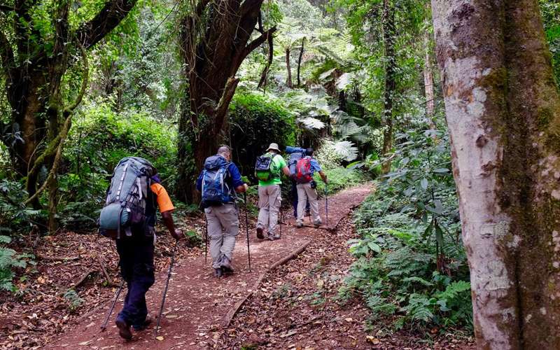 Conquer Kilimanjaro via Lemosho Route