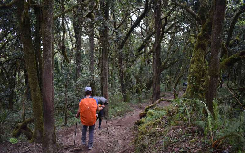 Trek the Machame Route Kilimanjaro Climb