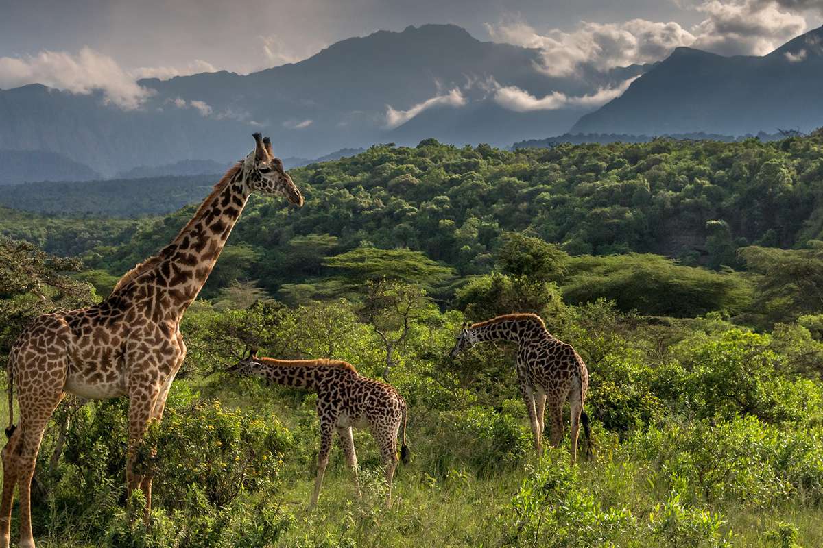 A Day Trip in Arusha National Park