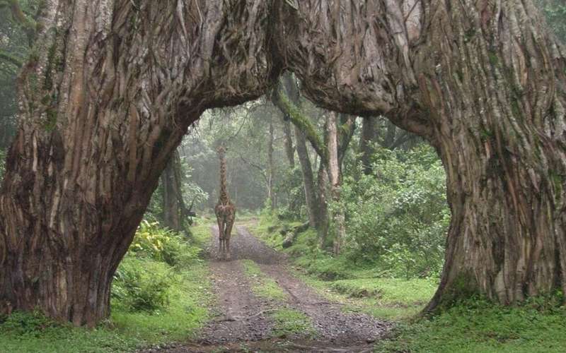 A Day Trip in Arusha National Park