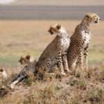 Everything You Need to Know About Africa Safaris