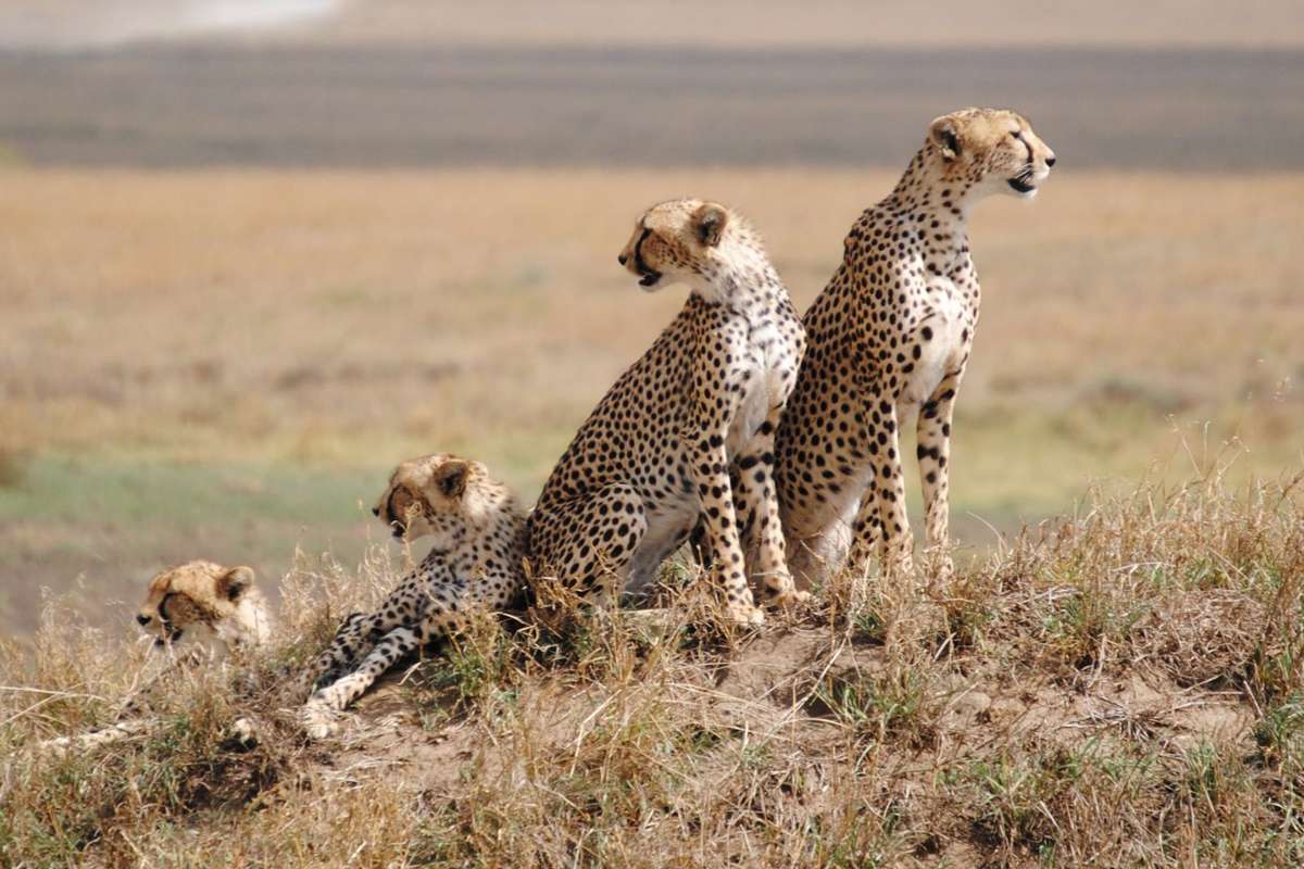 Everything You Need to Know About Africa Safaris