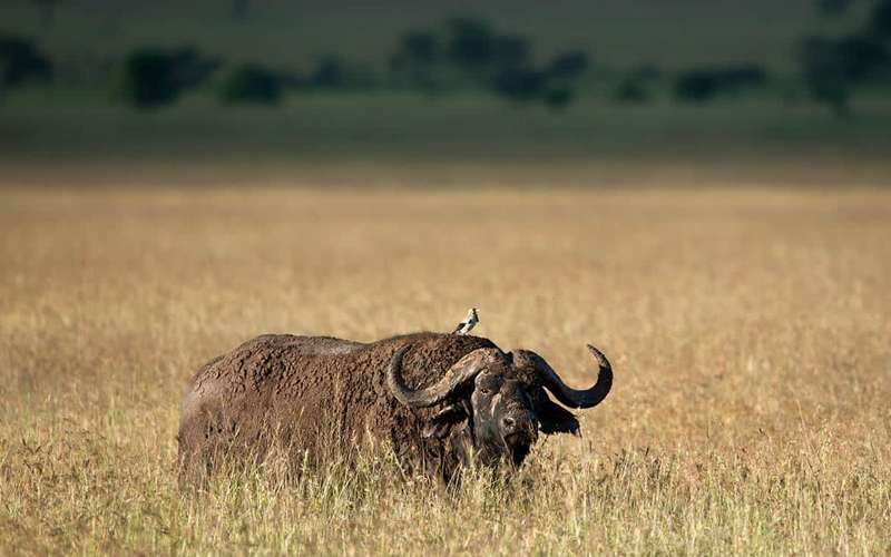 Everything You Need to Know About Africa Safaris