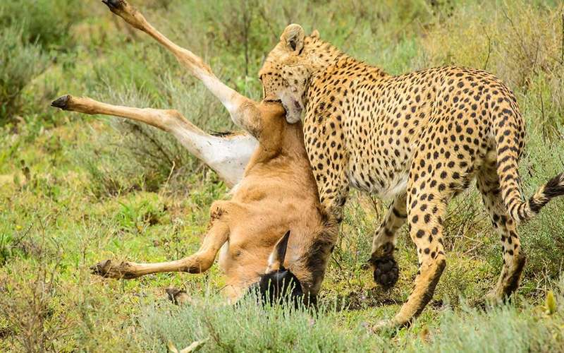 Tanzania safari Records