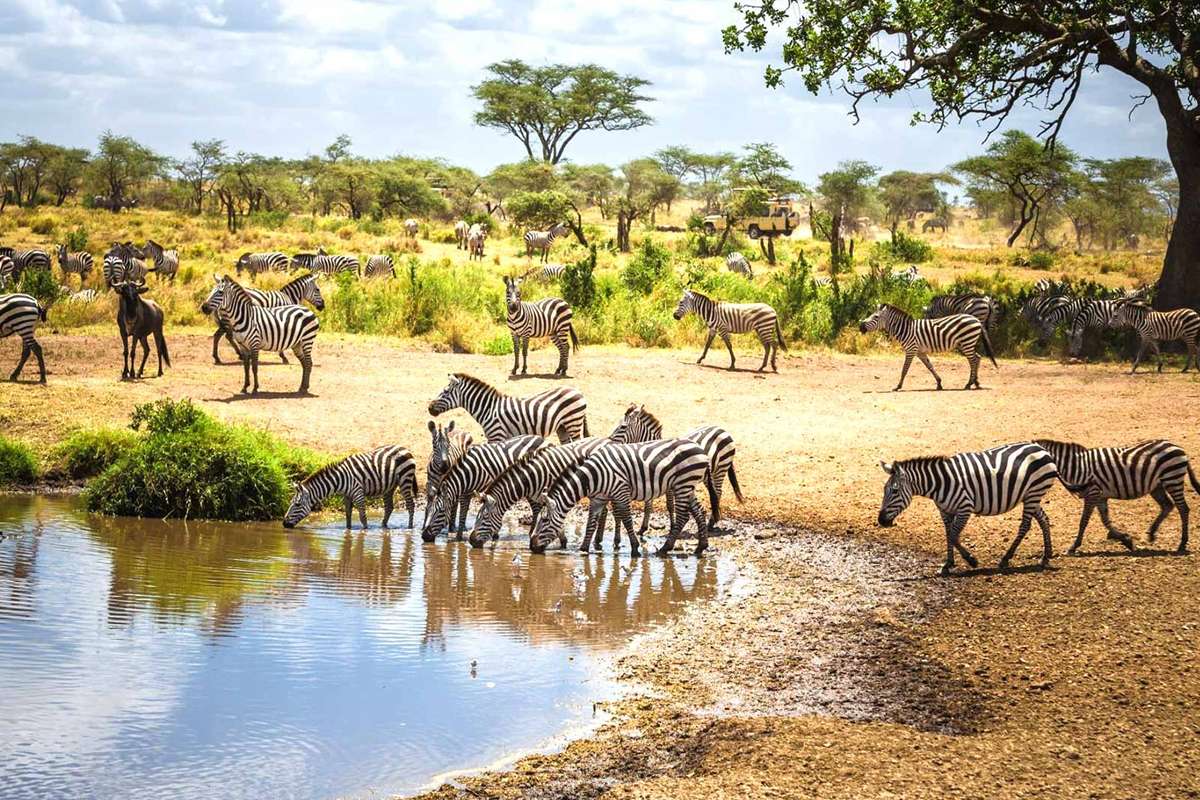 Tanzania safari Records