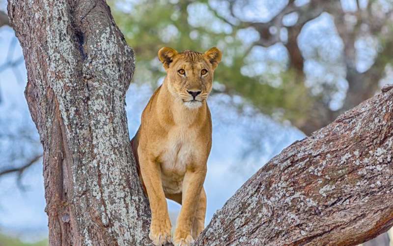 The Best Wildlife Viewing Spots in Tanzania