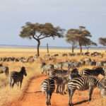 The Best Wildlife Viewing Spots in Tanzania