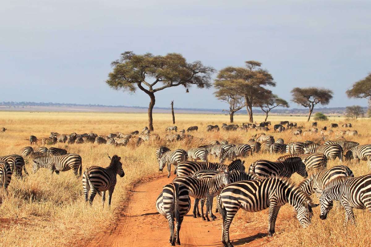 The Best Wildlife Viewing Spots in Tanzania