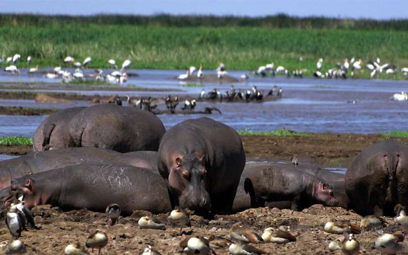 The Best Wildlife Viewing Spots in Tanzania