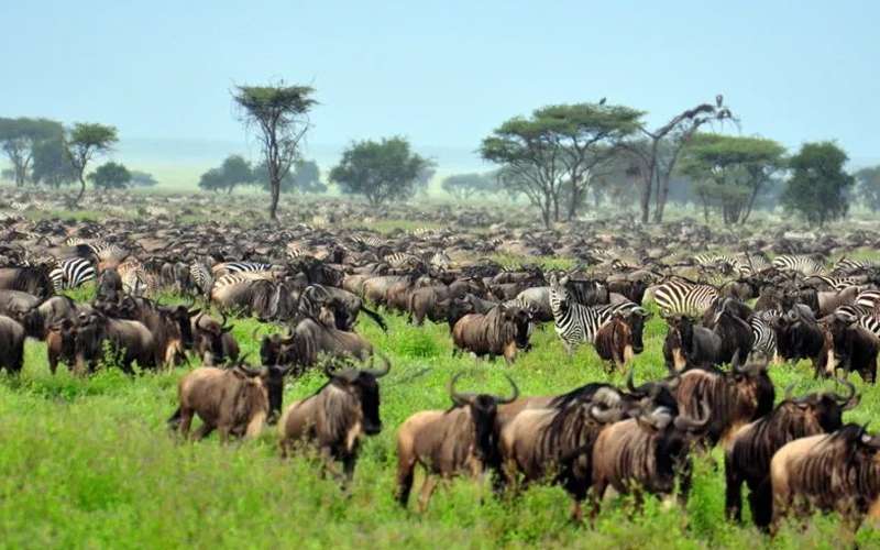 How Tanzania’s New Safari Regulations Are Changing Travel Experiences in 2024