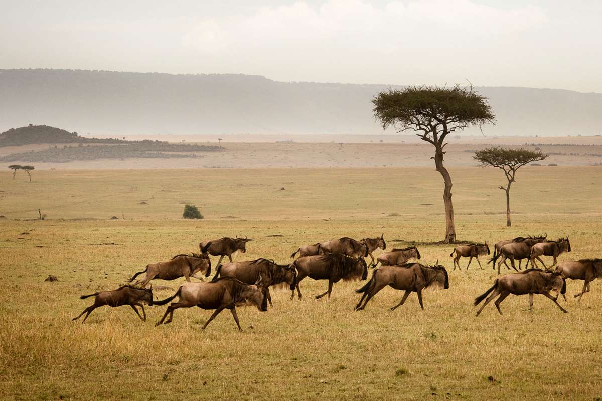 How Wildlife Conservation Efforts in Tanzania Are Adapting in 2024