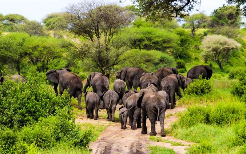 Tanzania Wildlife Census in 2024 How It Impacts Safari Tourism