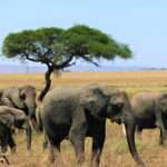 Tanzania Wildlife Census in 2024 How It Impacts Safari Tourism