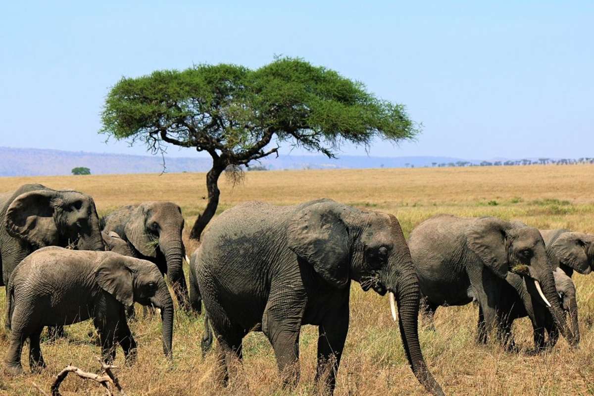 Tanzania Wildlife Census in 2024 How It Impacts Safari Tourism