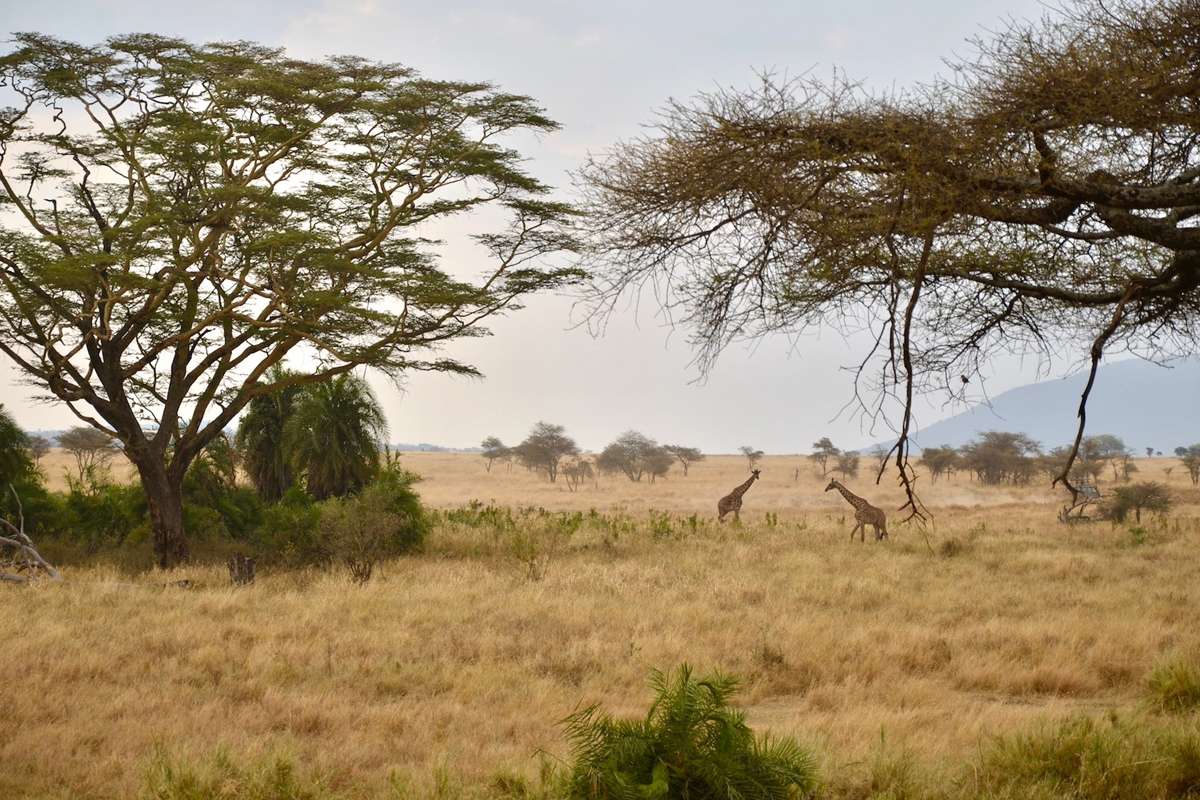 Tanzania's New National Park Regulations What They Mean for Tourists in 2024