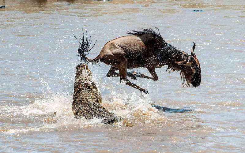 Tanzania’s Serengeti Migration 2024 Record-Breaking Sightings Reported This Week!