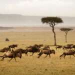 Tanzania’s Serengeti Migration 2024 Record-Breaking Sightings Reported This Week!