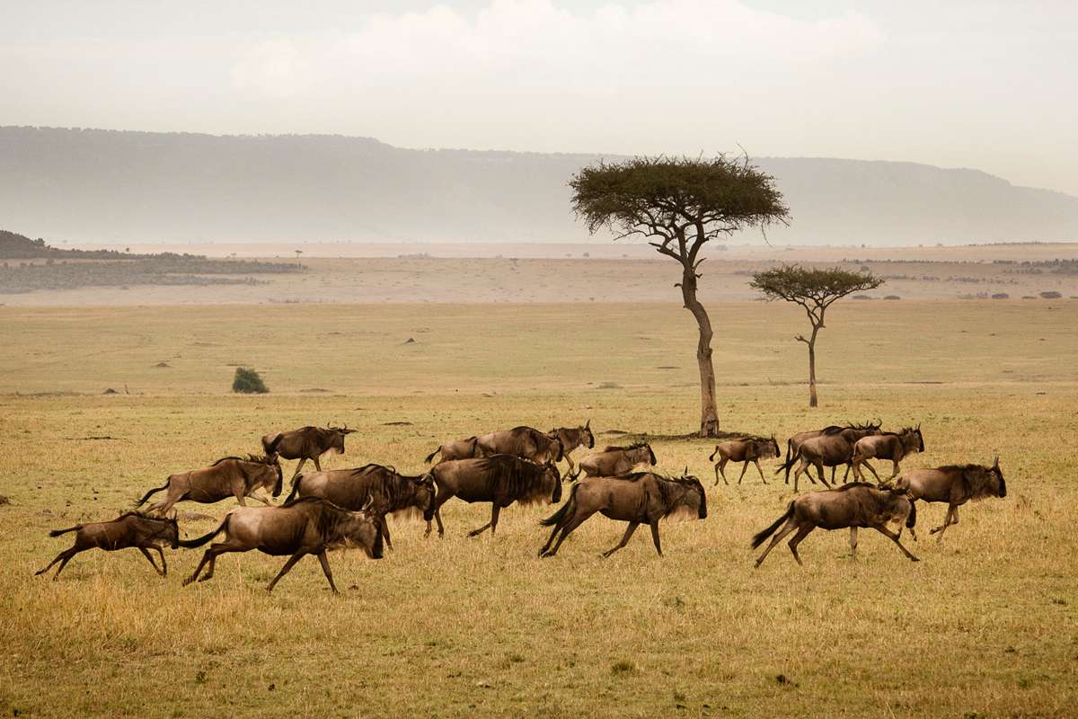 Tanzania’s Serengeti Migration 2024 Record-Breaking Sightings Reported This Week!