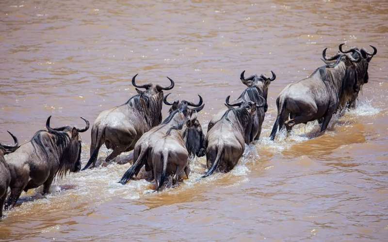 Tanzania’s Serengeti Migration 2024 Record-Breaking Sightings Reported This Week!