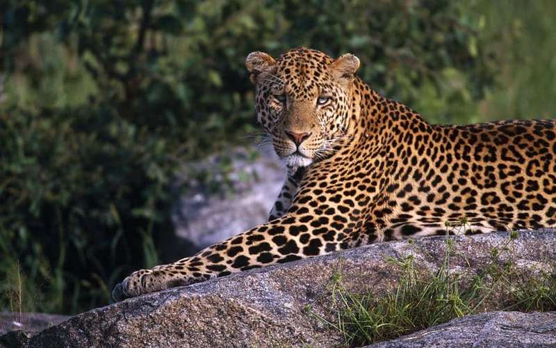 Tanzania’s Serengeti National Park Sees Rise in Leopard Sightings