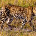 Tanzania’s Serengeti National Park Sees Rise in Leopard Sightings