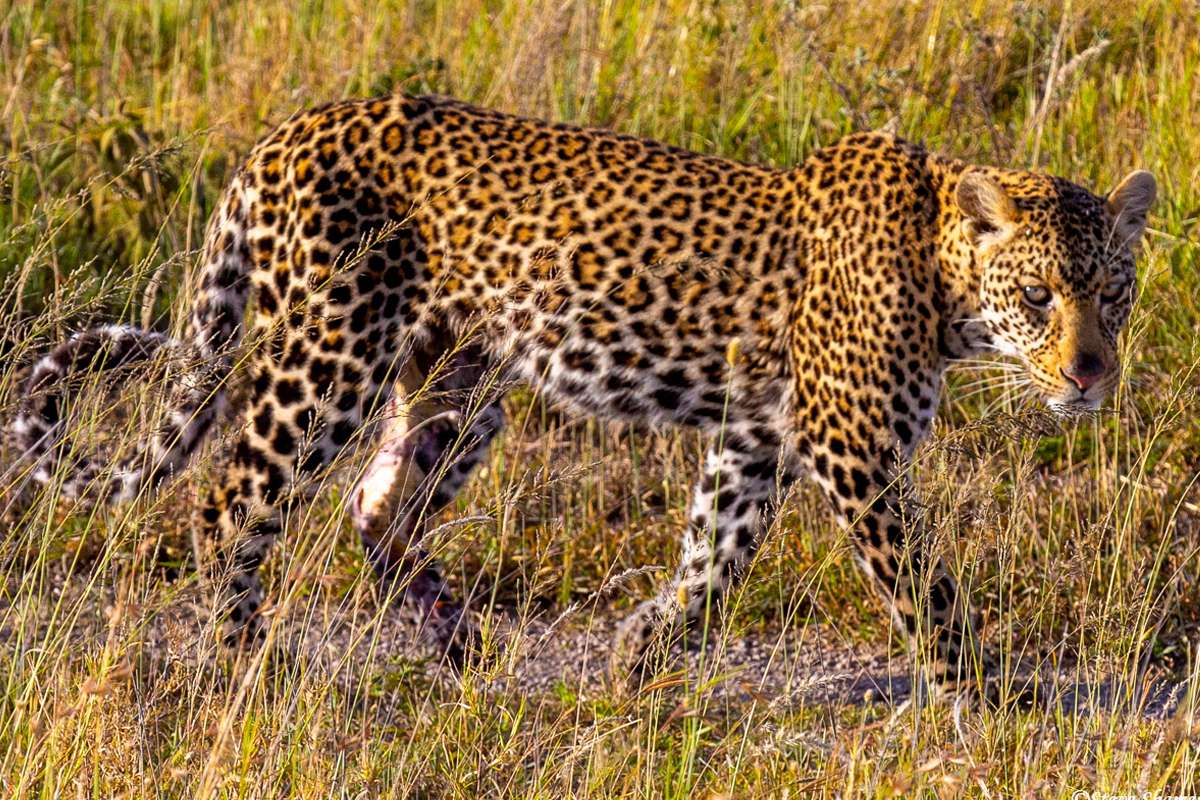 Tanzania’s Serengeti National Park Sees Rise in Leopard Sightings