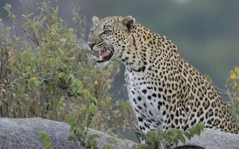 Tanzania’s Serengeti National Park Sees Rise in Leopard Sightings