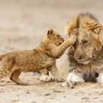 Record Lion Sightings in Serengeti