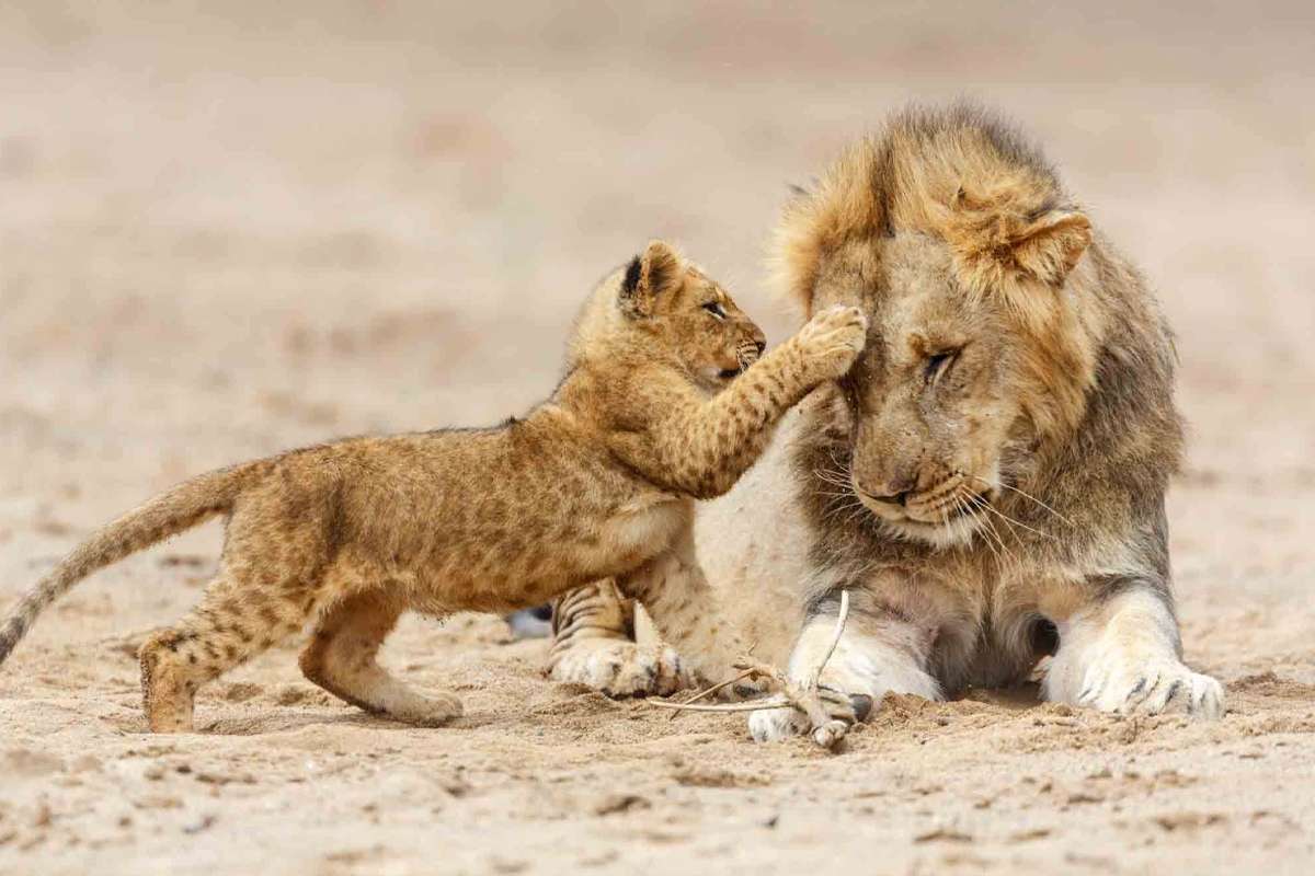 Record Lion Sightings in Serengeti