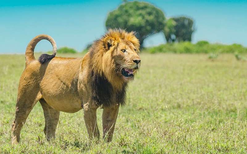 Record Lion Sightings in Serengeti