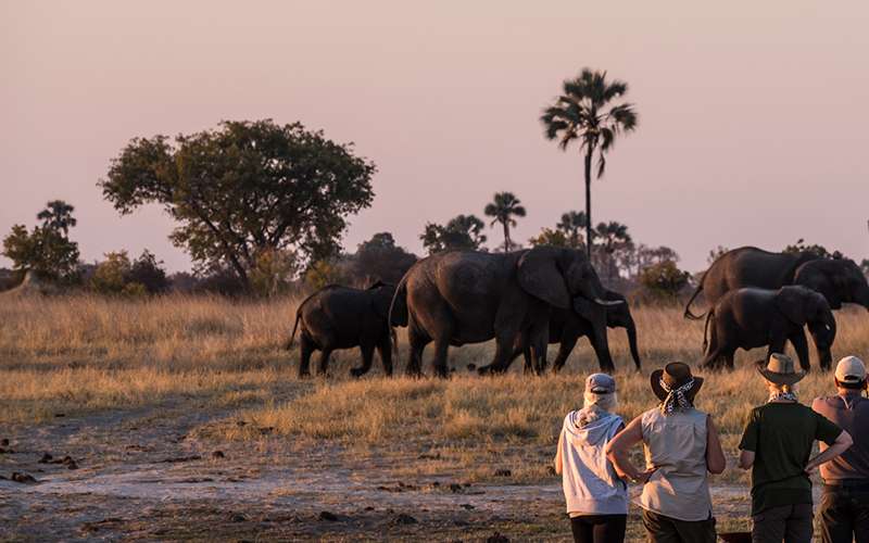 Tanzania Introduces New Digital Park Entry System for Safari Travelers