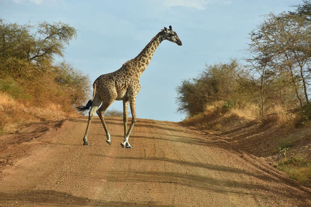 Tanzania Introduces New Wildlife Protection Zones in Serengeti