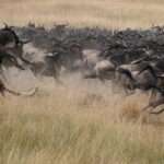 The Serengeti Migration Tracker What’s Happening This Week