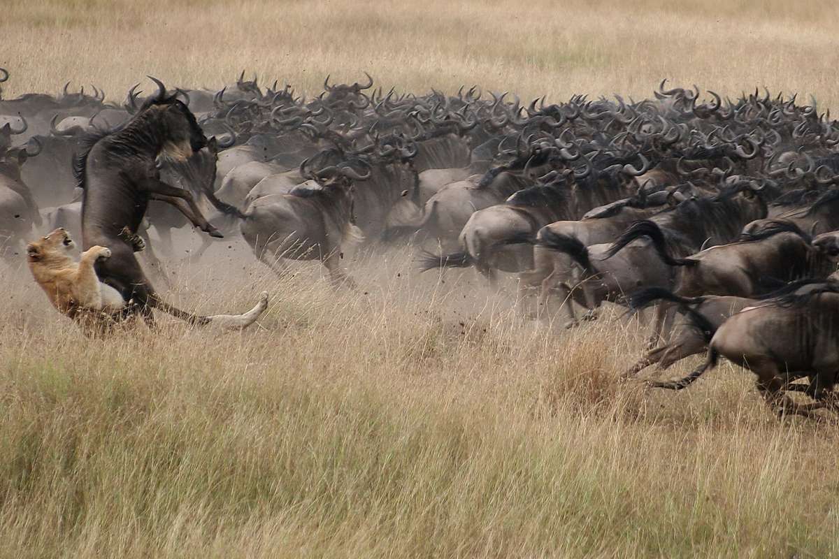 The Serengeti Migration Tracker What’s Happening This Week