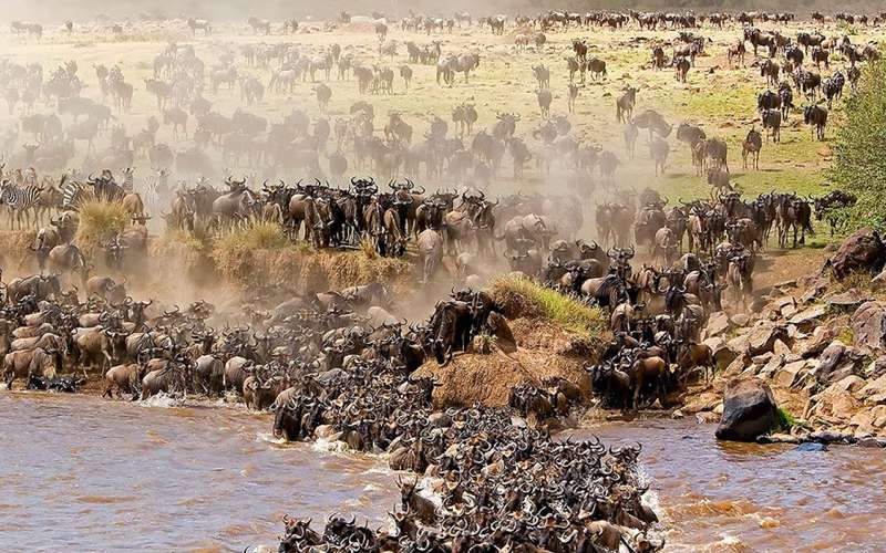 The Serengeti Migration Tracker What’s Happening This Week