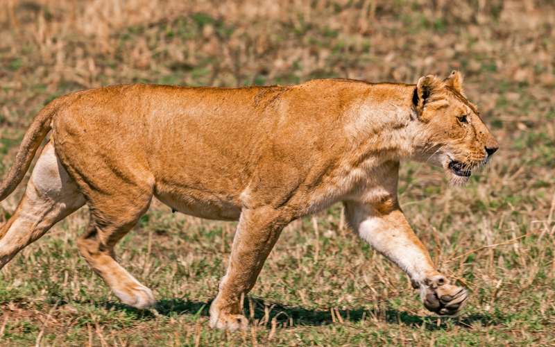 Christmas in the Serengeti: Why Tanzania is the Ultimate Festive Safari Destination