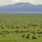 Unveiling Tanzania Big Five Safari in 2025 Adventure You Can't Miss