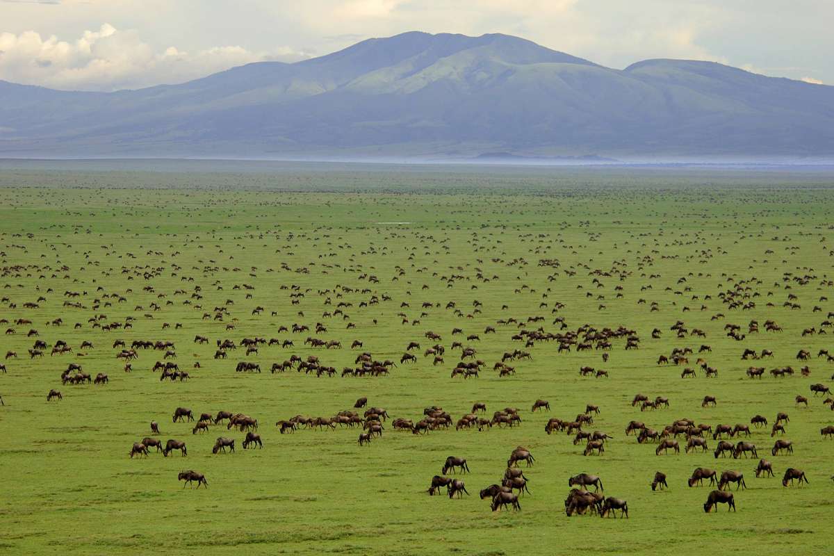 Unveiling Tanzania Big Five Safari in 2025 Adventure You Can't Miss