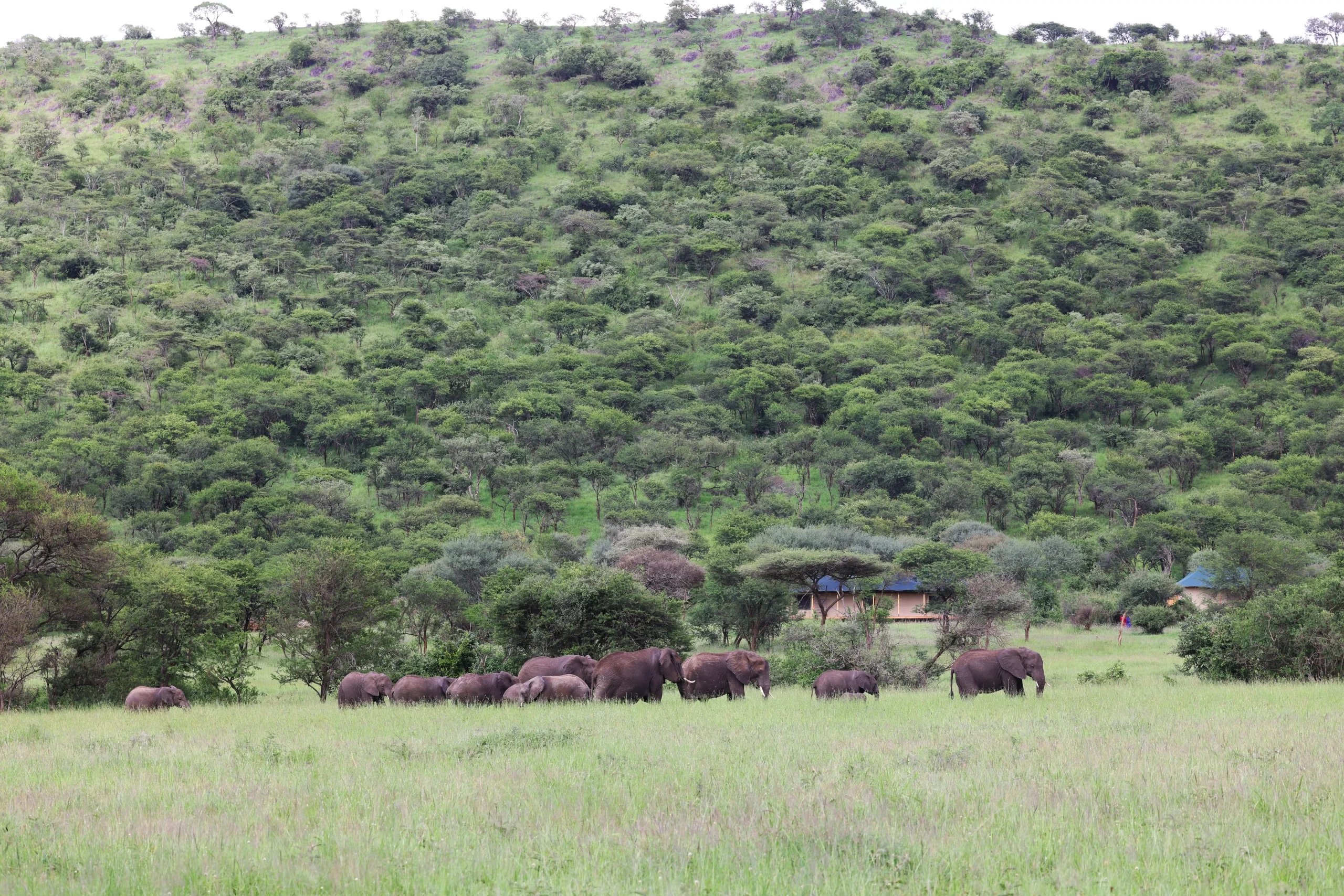 main-serengeti-safari-haven-3-scaled