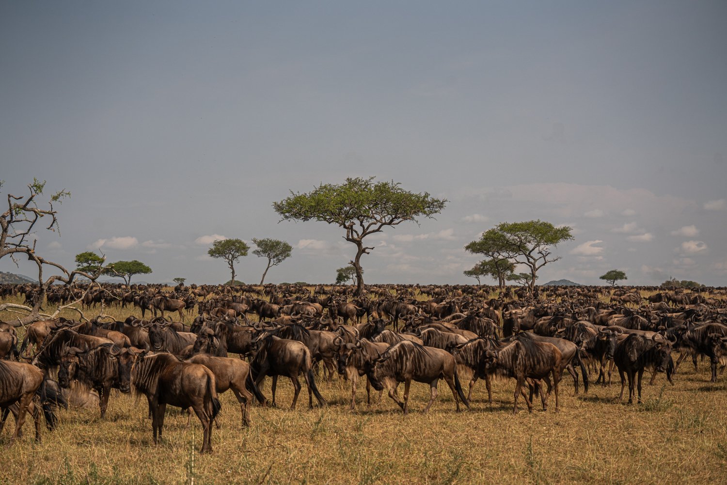 migration