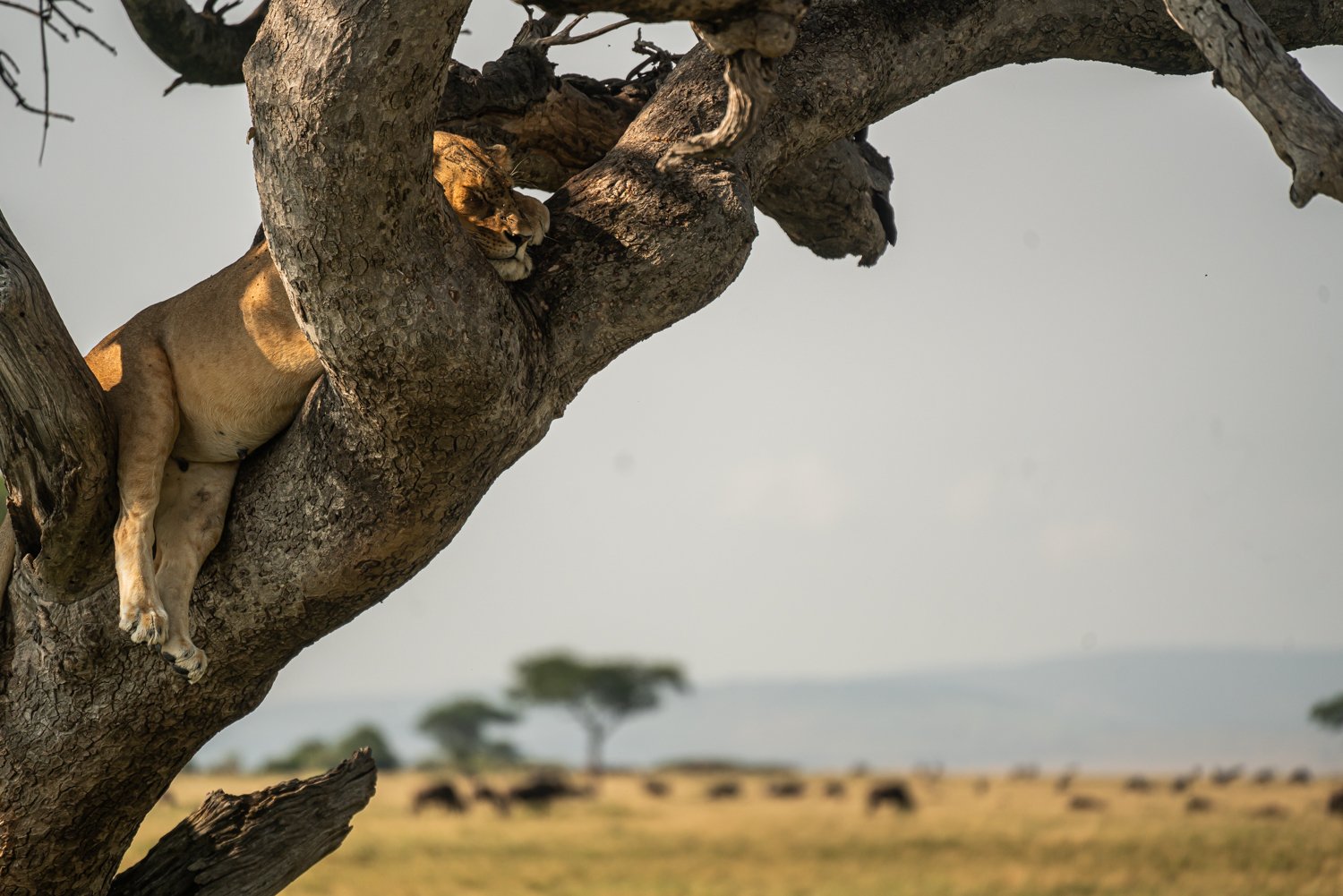wildlife