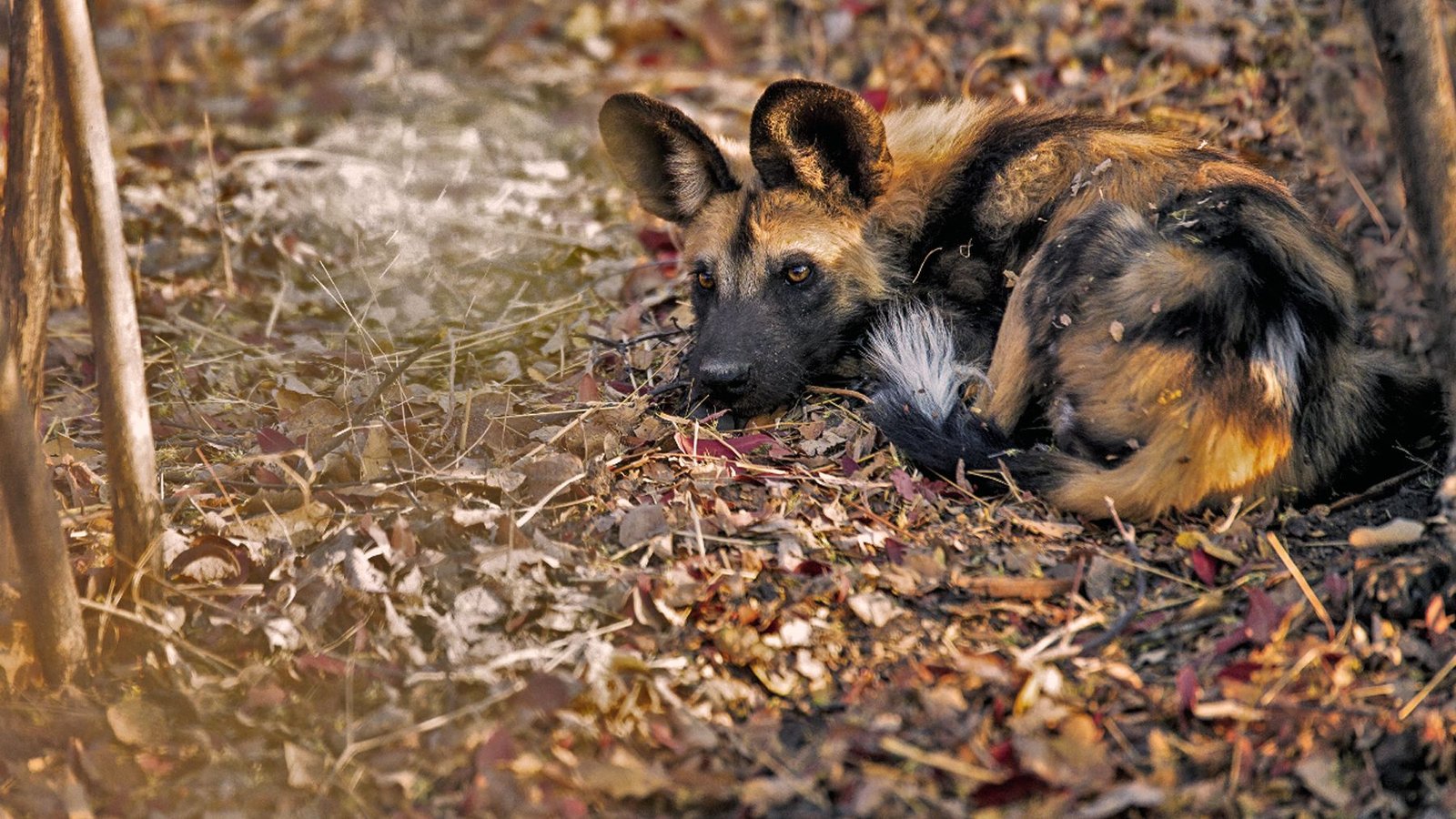 naturkurs-suedafrika-wildlifeschutz-training-wildhund-closeup-natucate